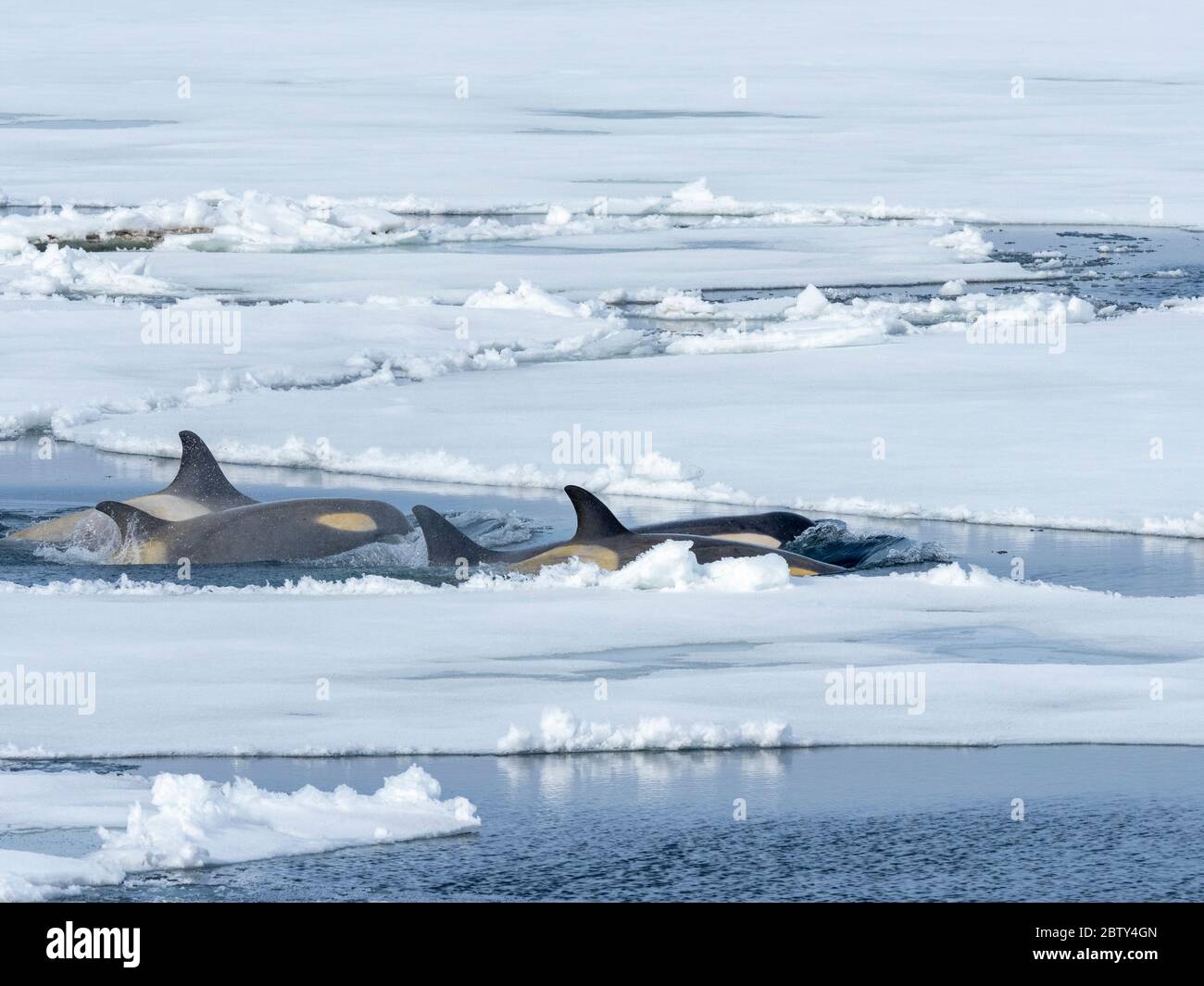 Type Big B killer whales (Orcinus orca) searching ice floes for pinnipeds in the Weddell Sea, Antarctica, Polar Regions Stock Photo