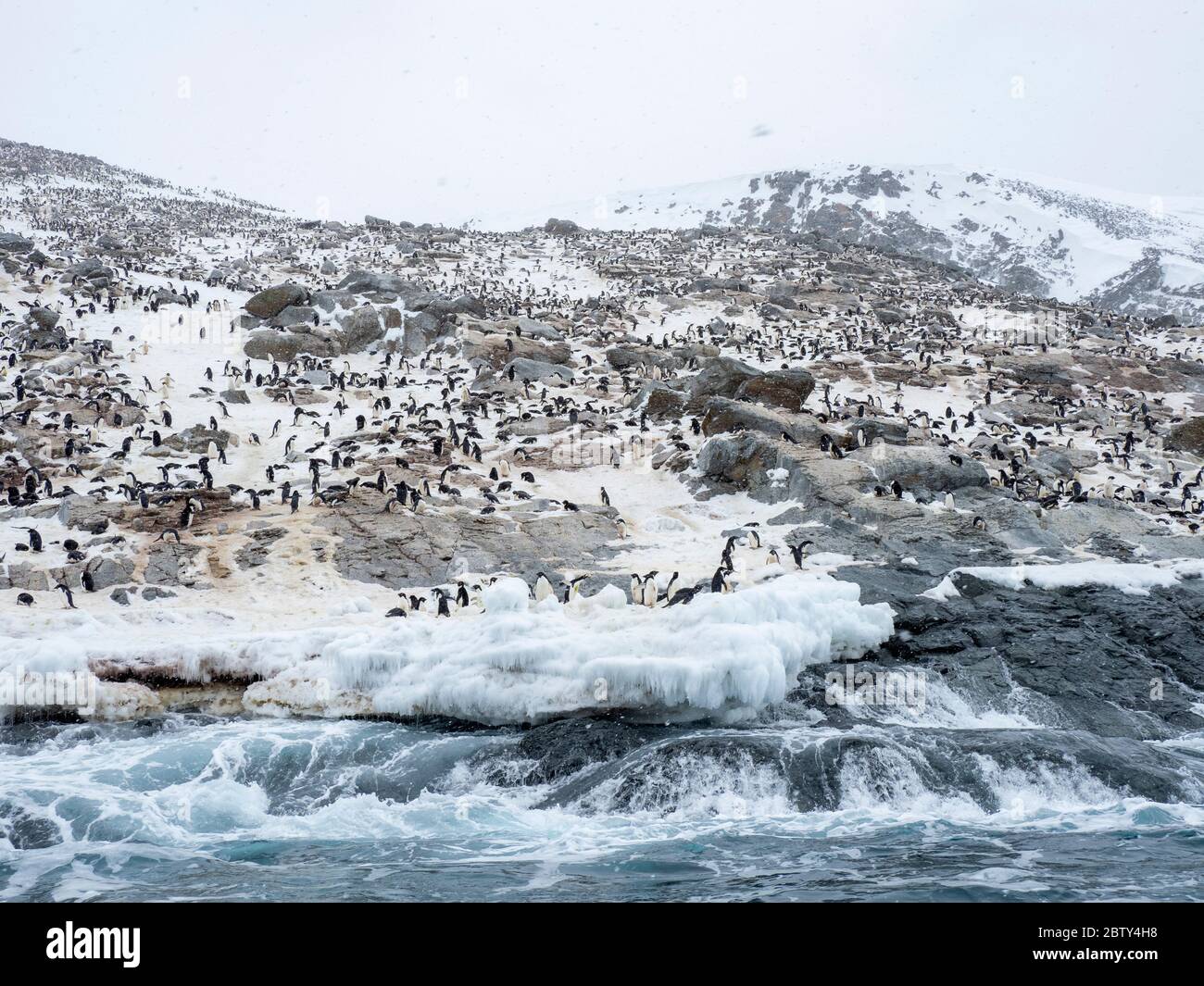 Adelie penguin (Pygoscelis adeliae) breeding colony at Heroina Island ...