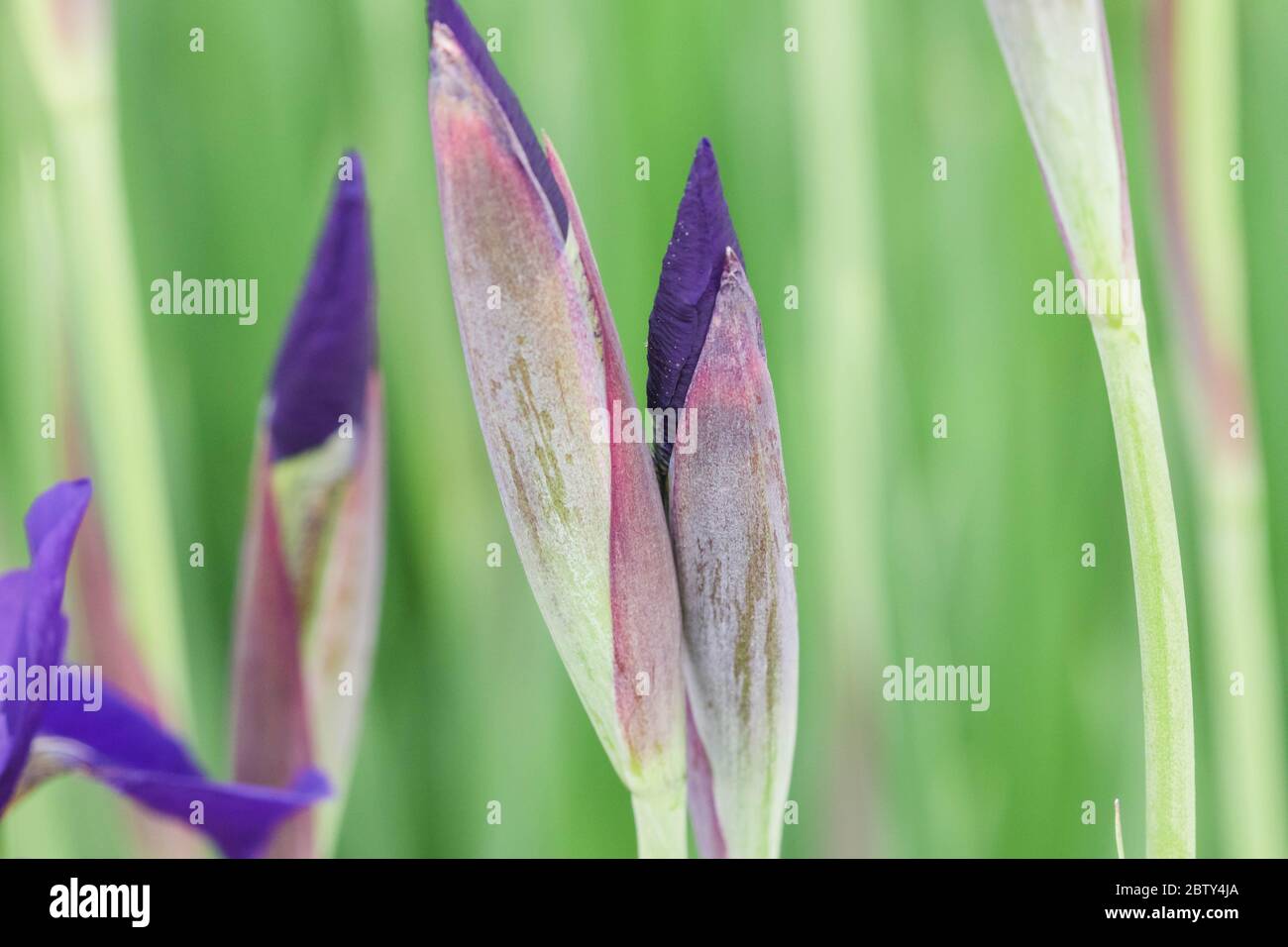 a close up of several Japanese Iris blooms just before they open Stock Photo
