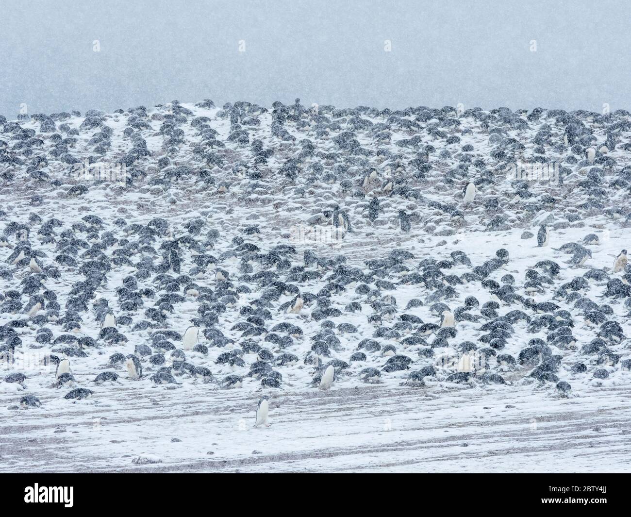 Adelie penguin (Pygoscelis adeliae), breeding colony on Paulet Island ...