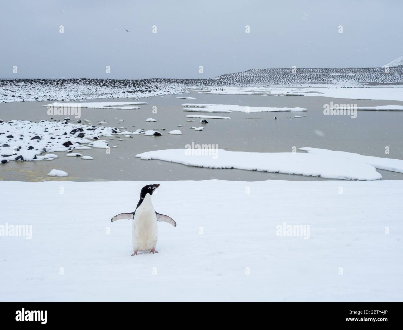 Adelie penguin (Pygoscelis adeliae), breeding colony on Paulet Island, Weddell Sea, Antarctica, Polar Regions Stock Photo