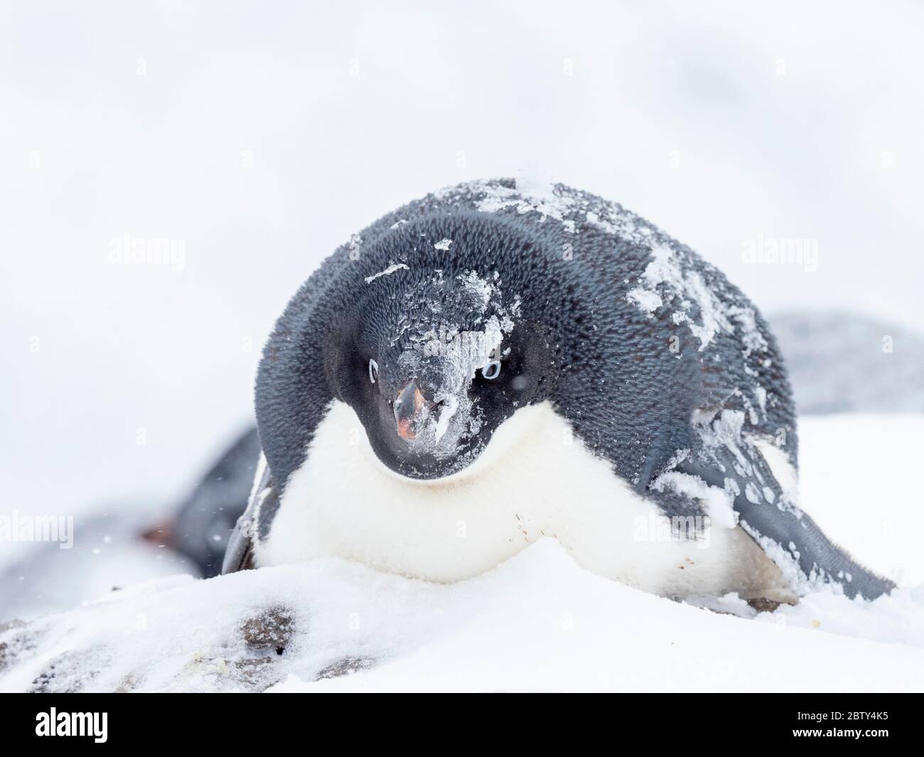 Adelie penguin (Pygoscelis adeliae), breeding colony on Paulet Island ...