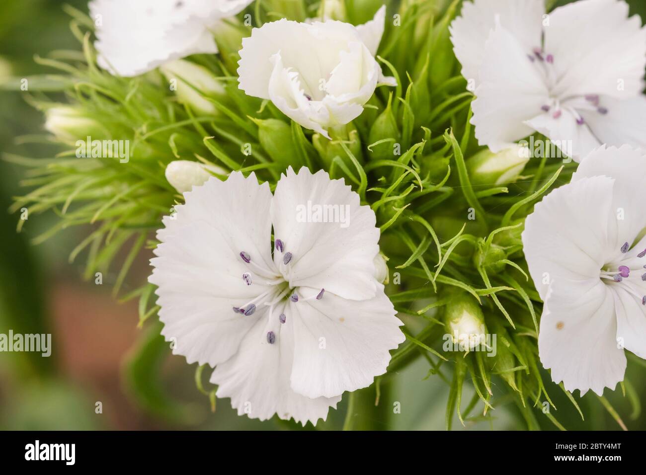 a close up of a sweet William plant with white blossoms Stock
