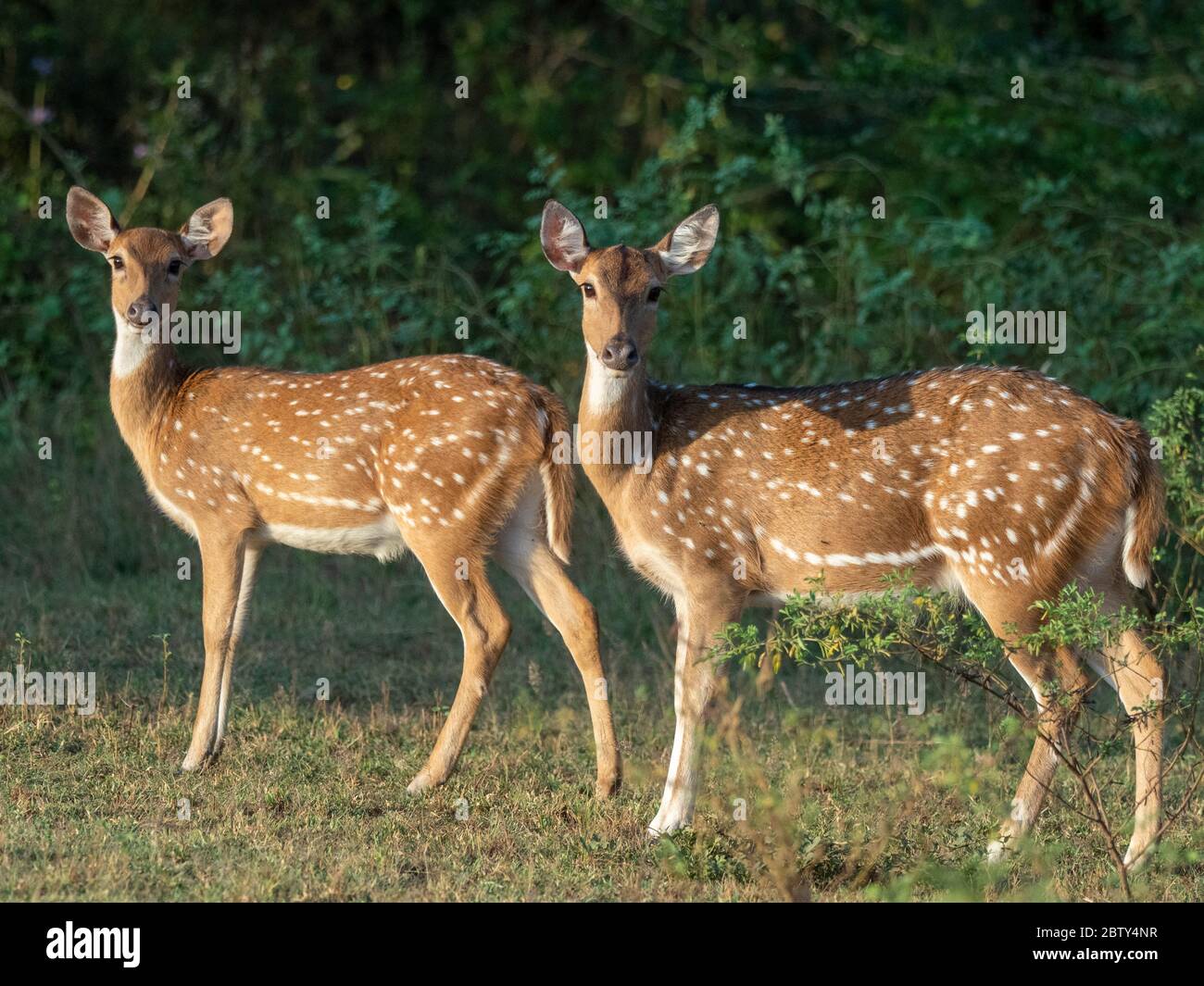 A pair of female Sri Lankan axis deer (Axis axis ceylonensis), Yala