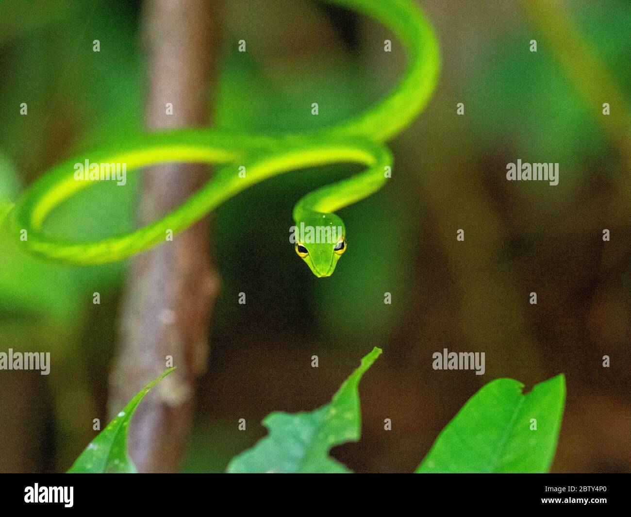 An adult green vine snake (Ahaetulla nasuta), in the Sinharaja Rainforest Reserve, Sri Lanka, Asia Stock Photo