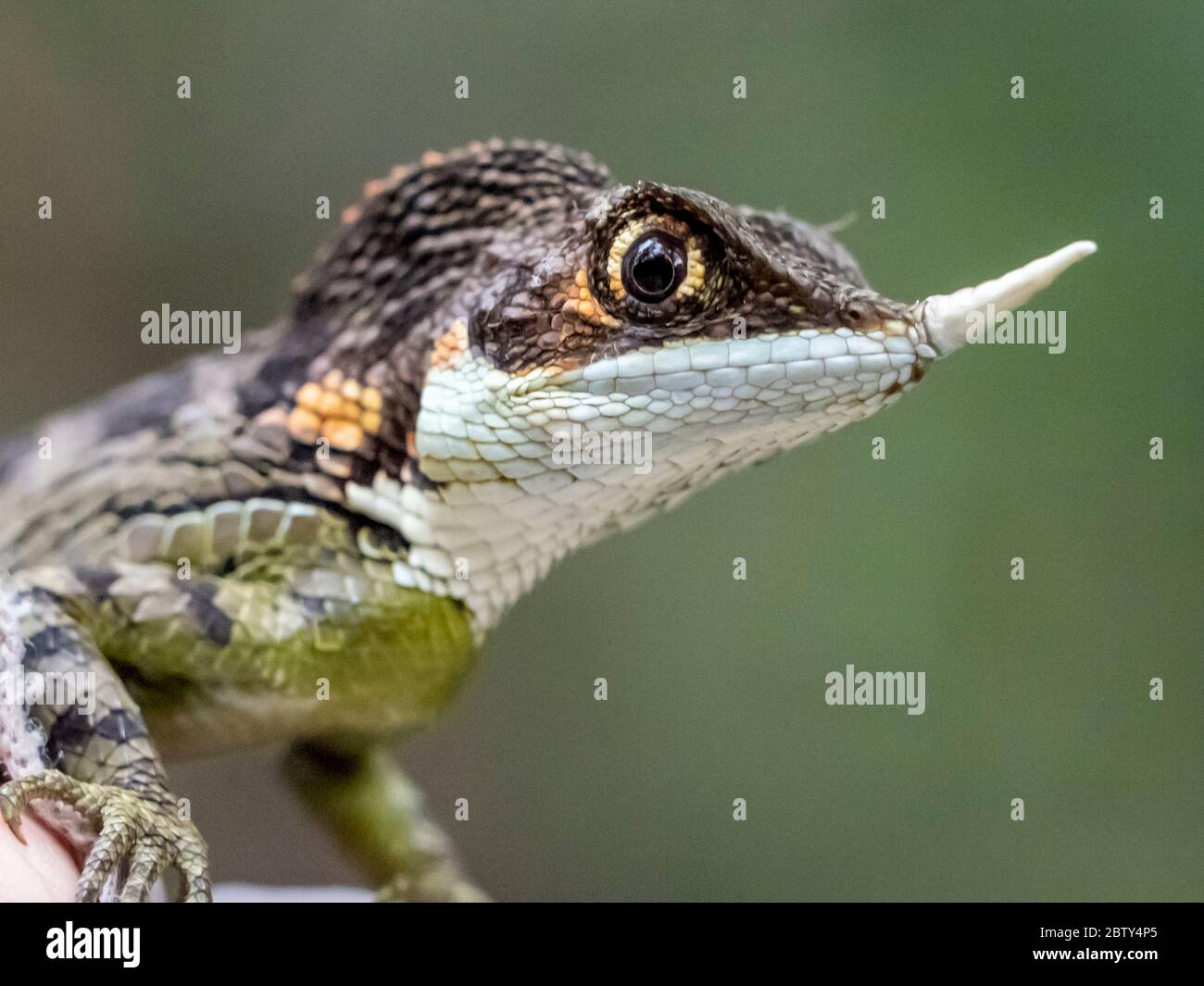 An adult male rhino-horned lizard (Ceratophora stoddartii), near Sigiriya, Sri Lanka, Asia Stock Photo