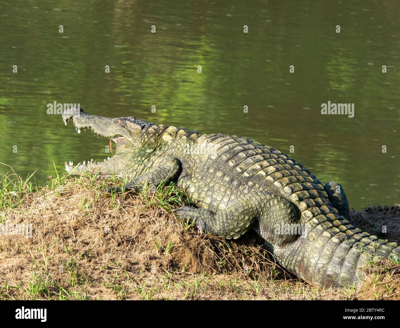 An adult mugger crocodile (Crocodylus palustris), basking in the sun, Yala National Park, Sri Lanka, Asia Stock Photo