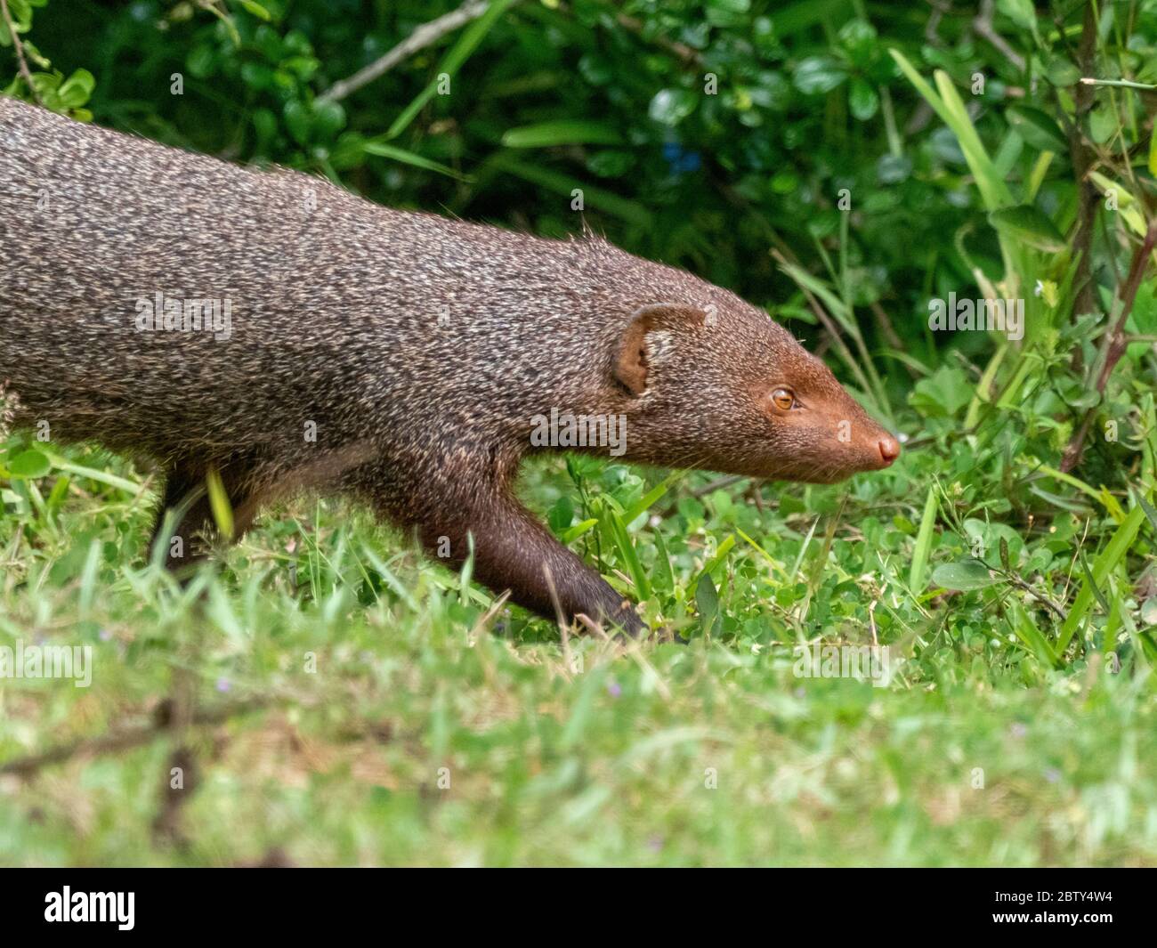 Adult mongoose sales