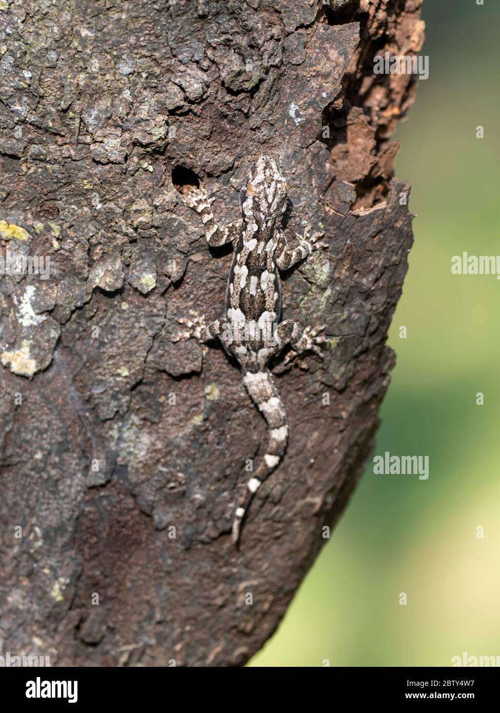 An adult bark gecko (Hemidacdylus leschenaultii), on a tree in Wilpattu