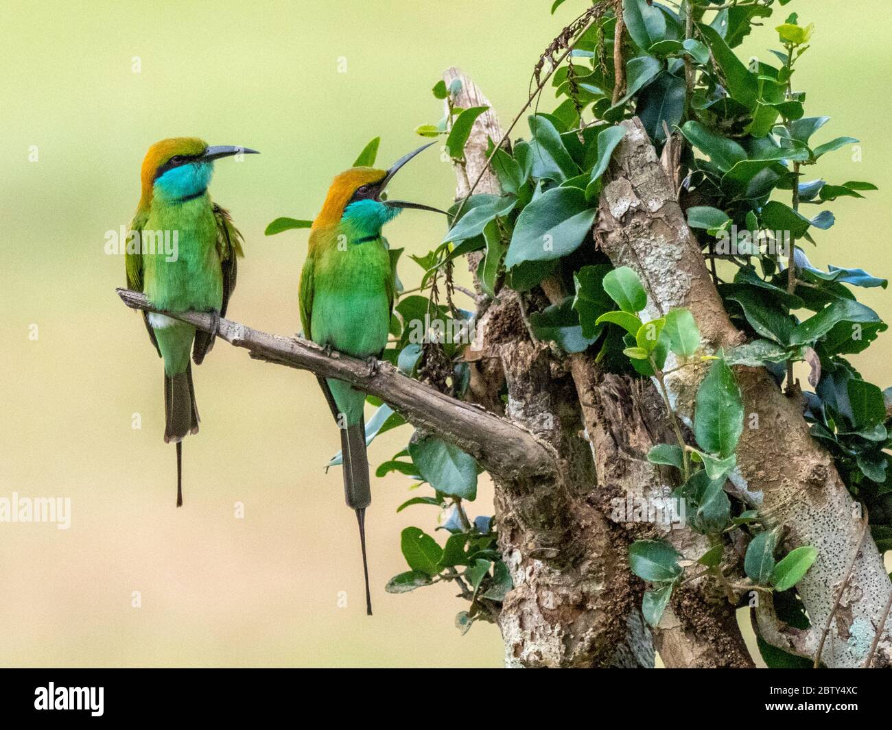Green bee eaters hi-res stock photography and images - Alamy