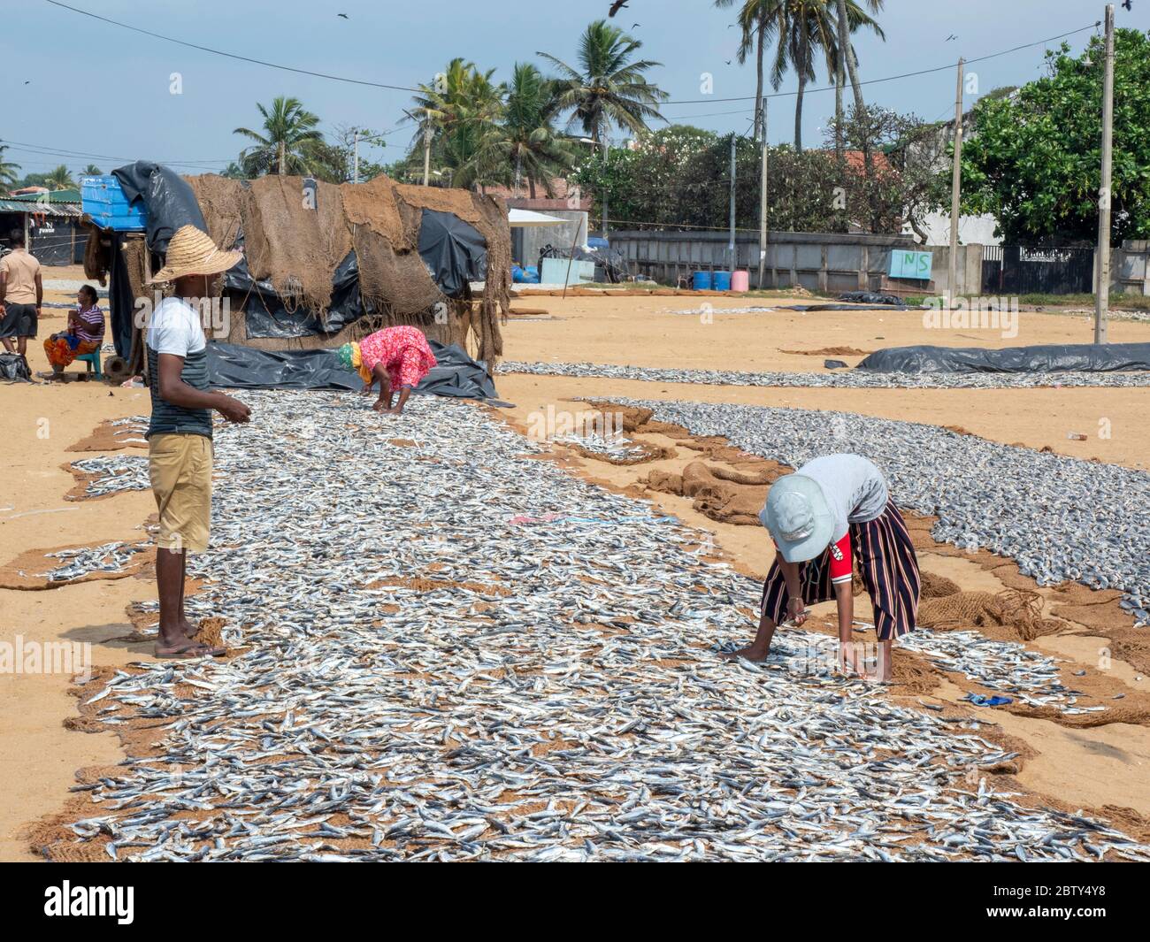 Workers lay out the days catch to dry in the sun at the Negombo fish market, Negombo, Sri Lanka, Asia Stock Photo