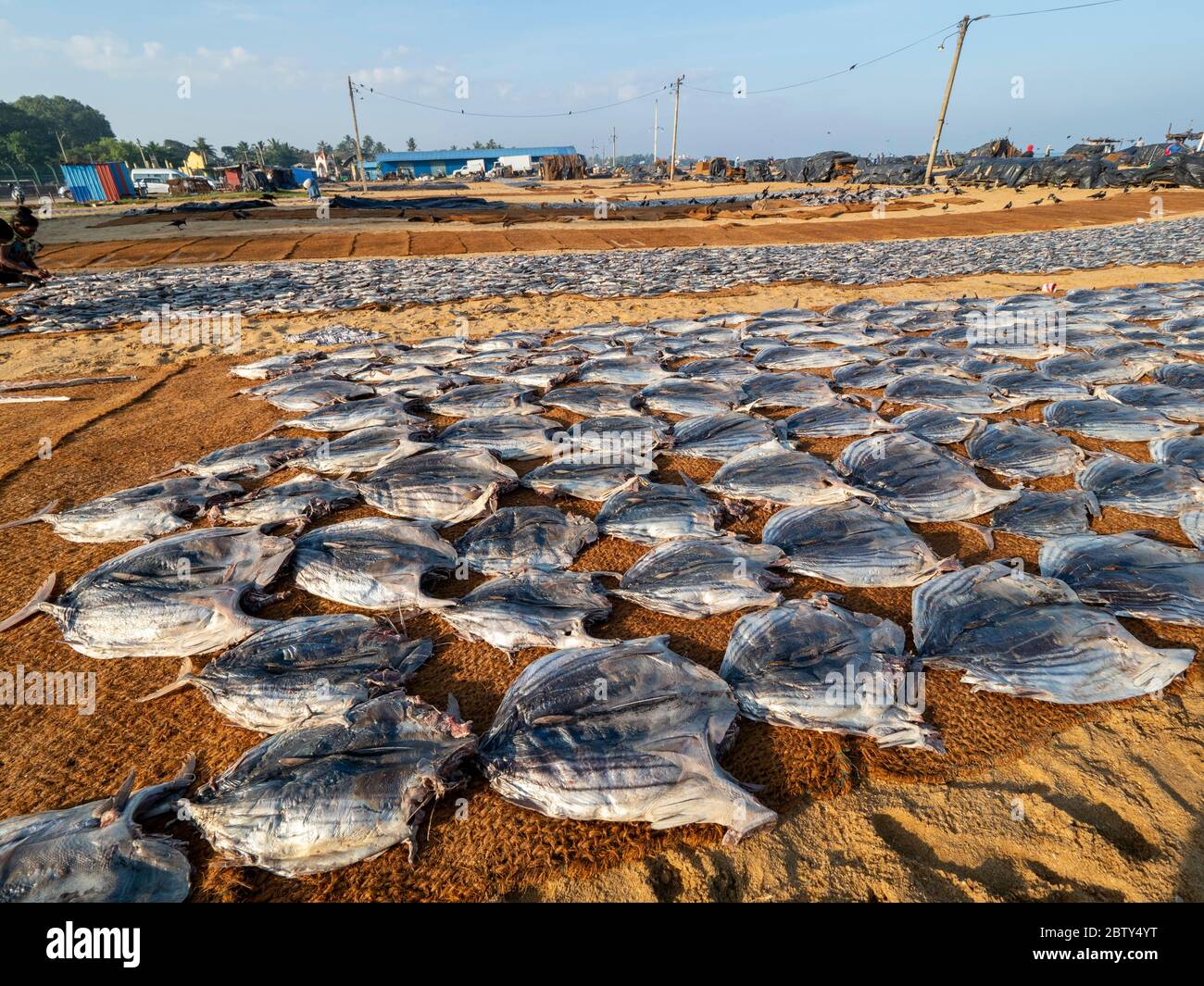 Cleaned fish layed out and drying in the sun on woven mats at the Negombo fish market, Negombo, Sri Lanka, Asia Stock Photo