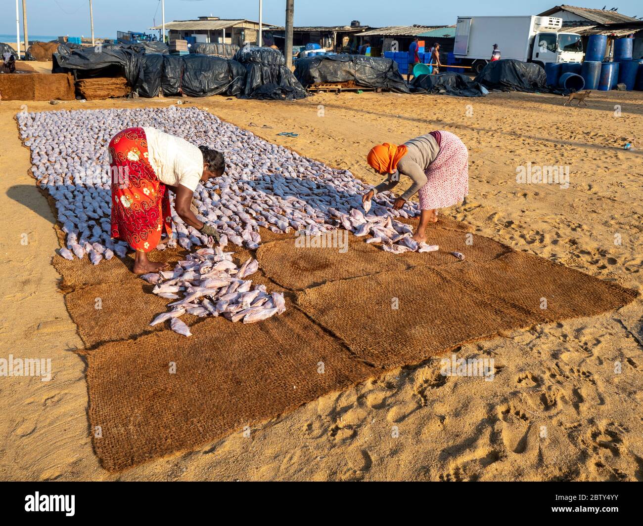 Workers lay out the days catch to dry in the sun at the Negombo fish market, Negombo, Sri Lanka, Asia Stock Photo