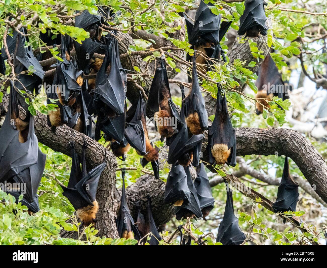 Adult Indian flying foxes (Pteropus medius) roosting during the day near Yala National Park, Sri Lanka, Asia Stock Photo