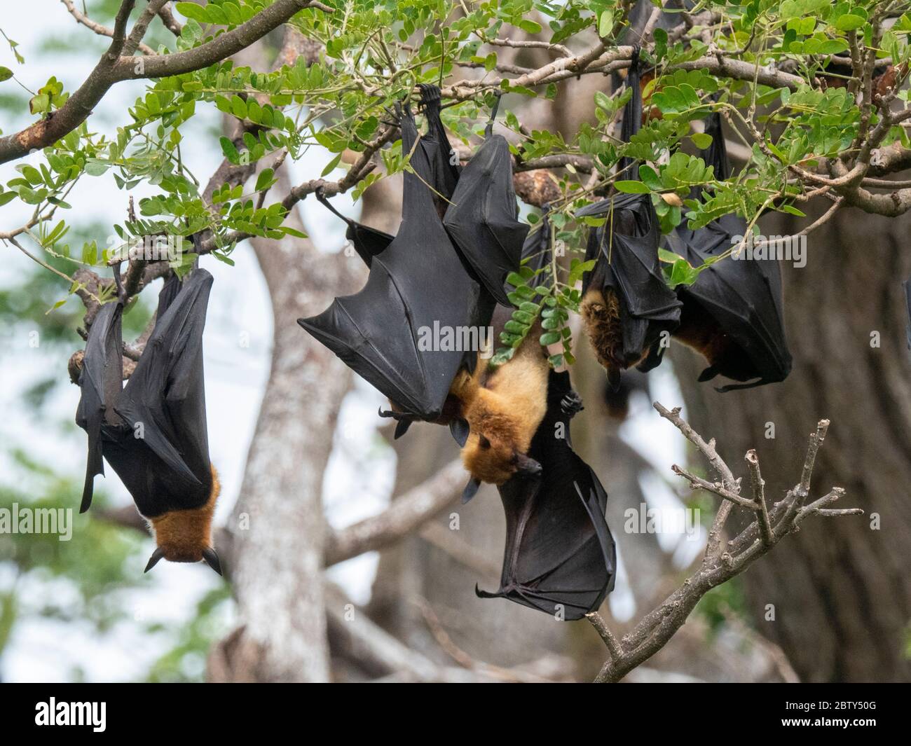 Adult Indian flying foxes (Pteropus medius) roosting during the day near Yala National Park, Sri Lanka, Asia Stock Photo