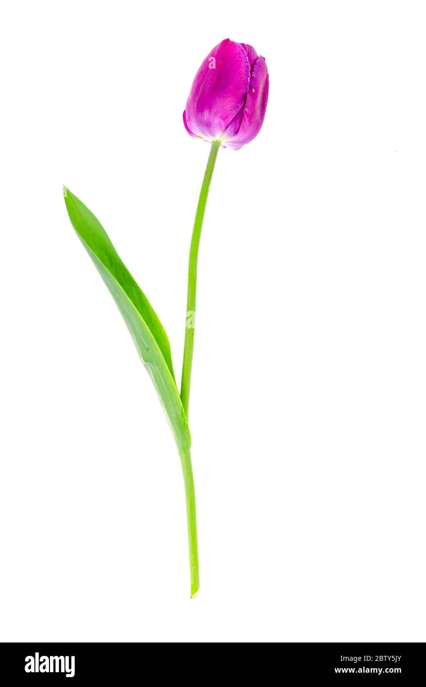 Single Burgundy Tulip On White Background Studio Photo Stock Photo Alamy