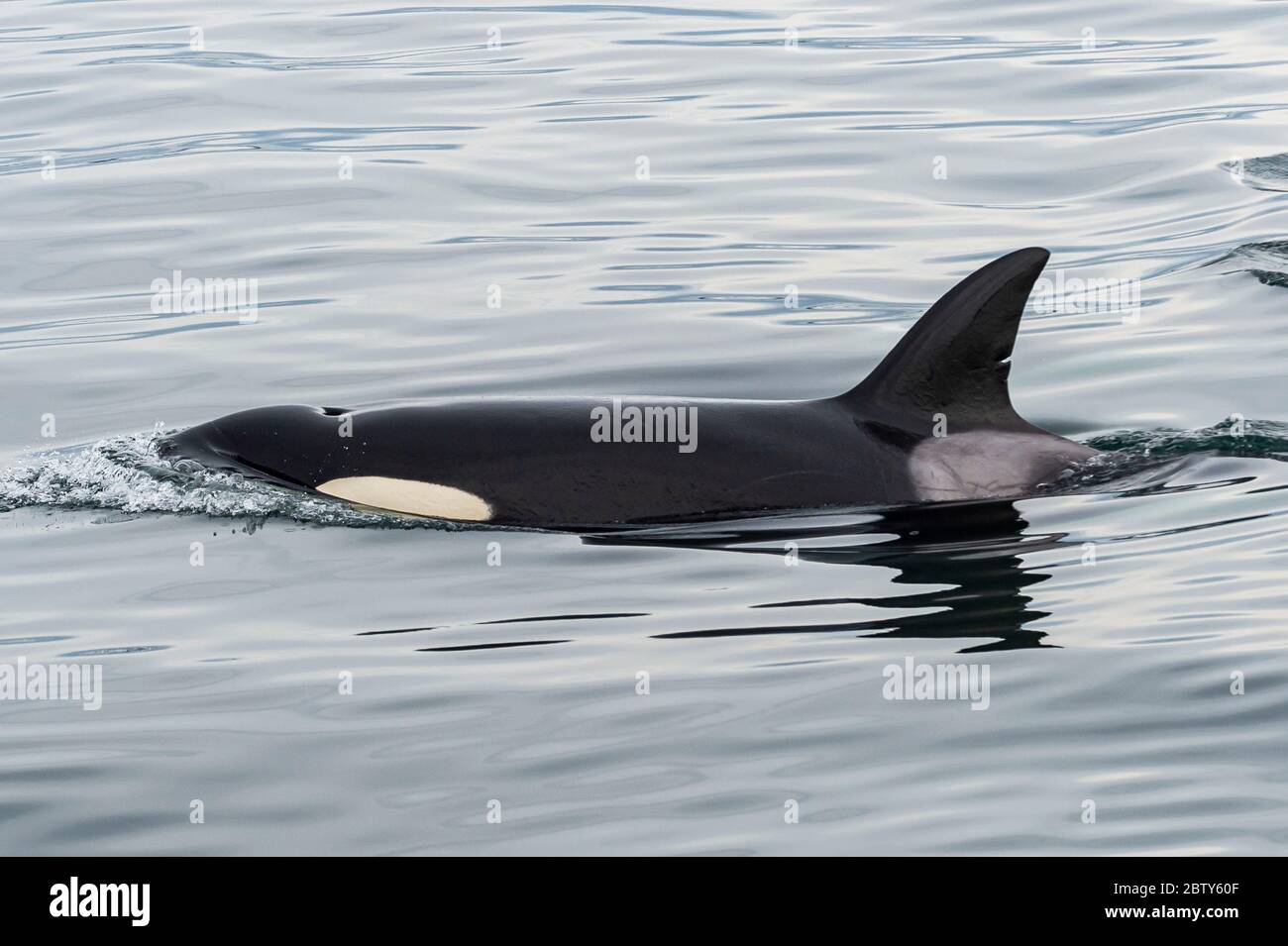 Killer whales (orca) (Orcinus orca), San Juan islands, Washington State, United States of America, North America Stock Photo