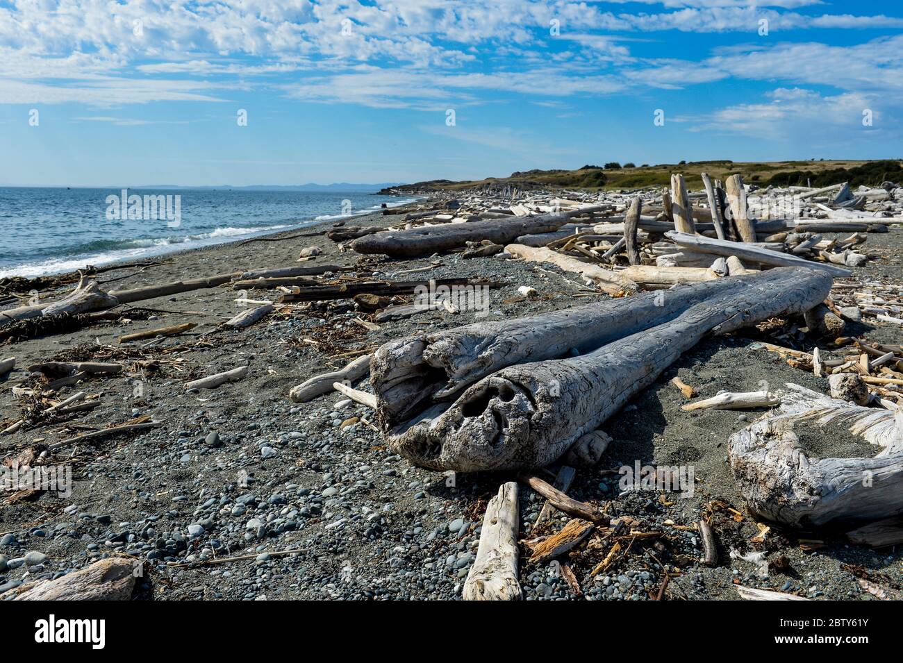 Huge logs on a beach on San Juan island, San Juan islands archipelago, Washington State, United States of America, North America Stock Photo