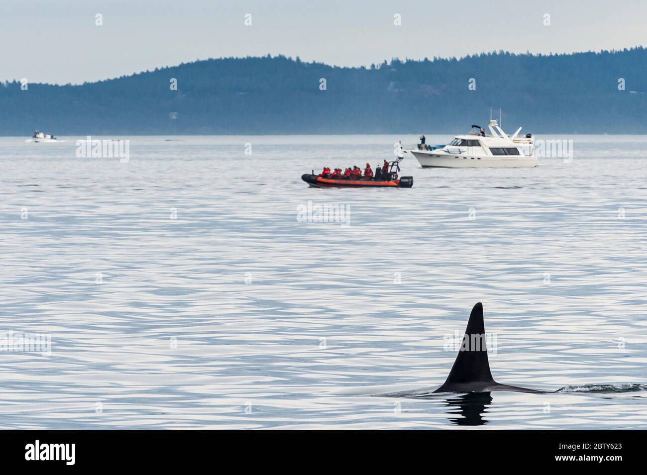 Killer whales (orca) (Orcinus orca), San Juan islands, Washington State, United States of America, North America Stock Photo