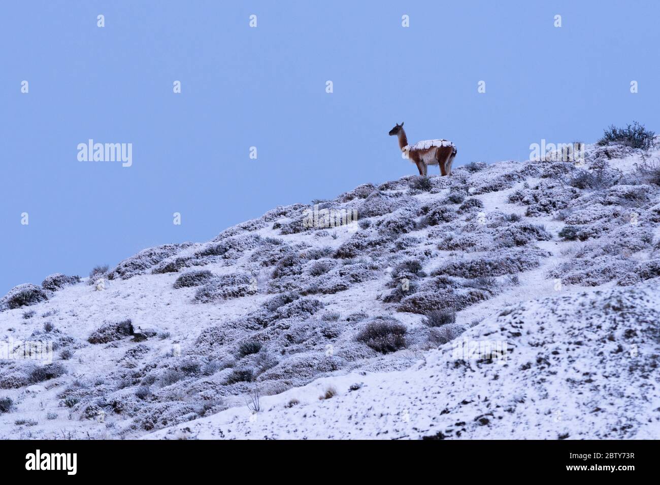 A Guanaco during a snowy winter day in Torres del Paine, Chile Stock Photo