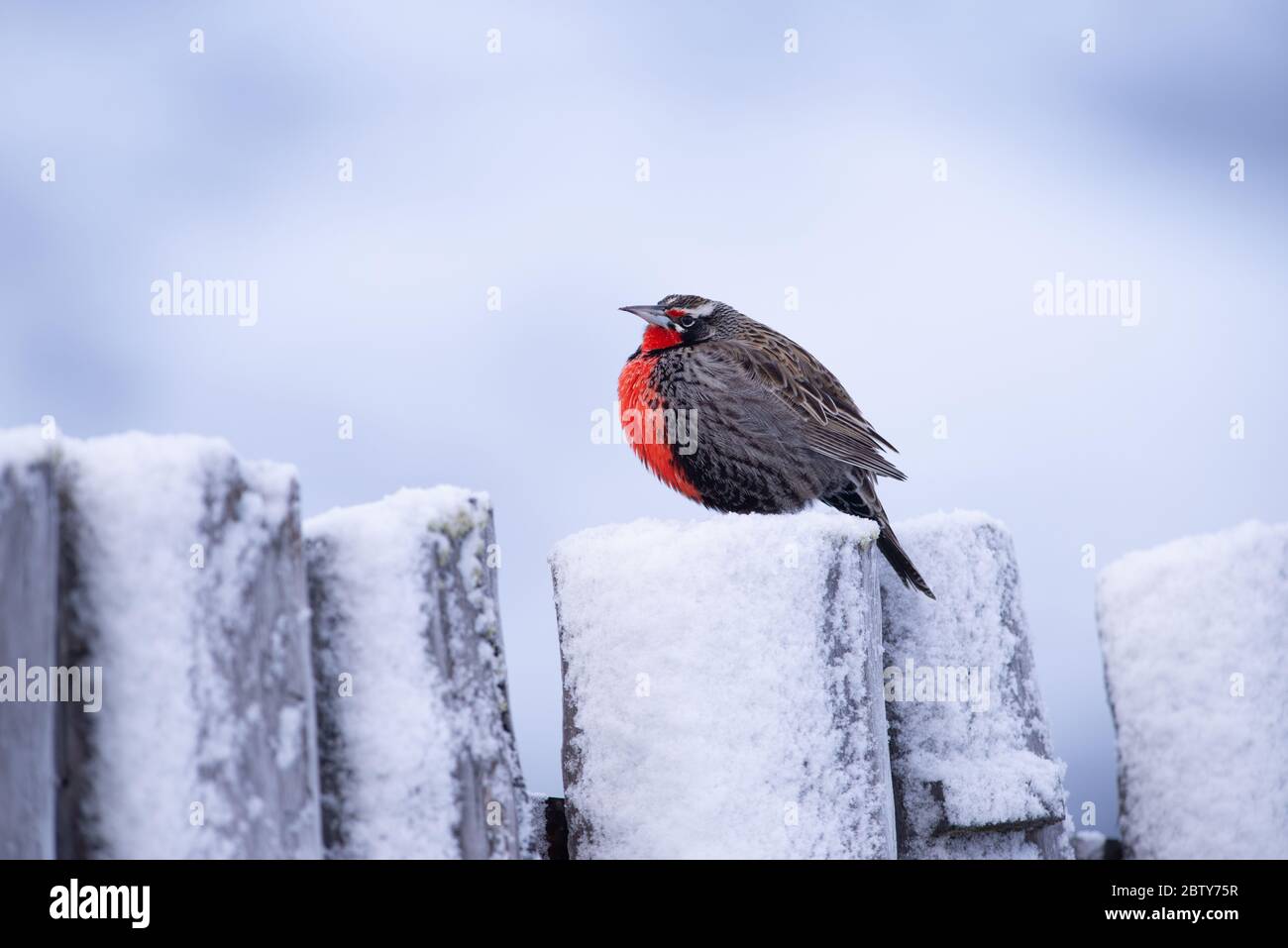 A Long-tailed Meadowlark (Sturnella loyca) during winter in Torres del Paine, Chile Stock Photo