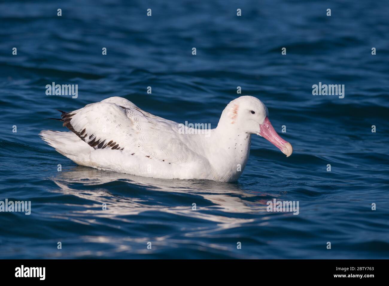 A Wandering Albatross (Diomedea exulans) in breeding plumage photographed at Ilhabela, SE Brazil Stock Photo