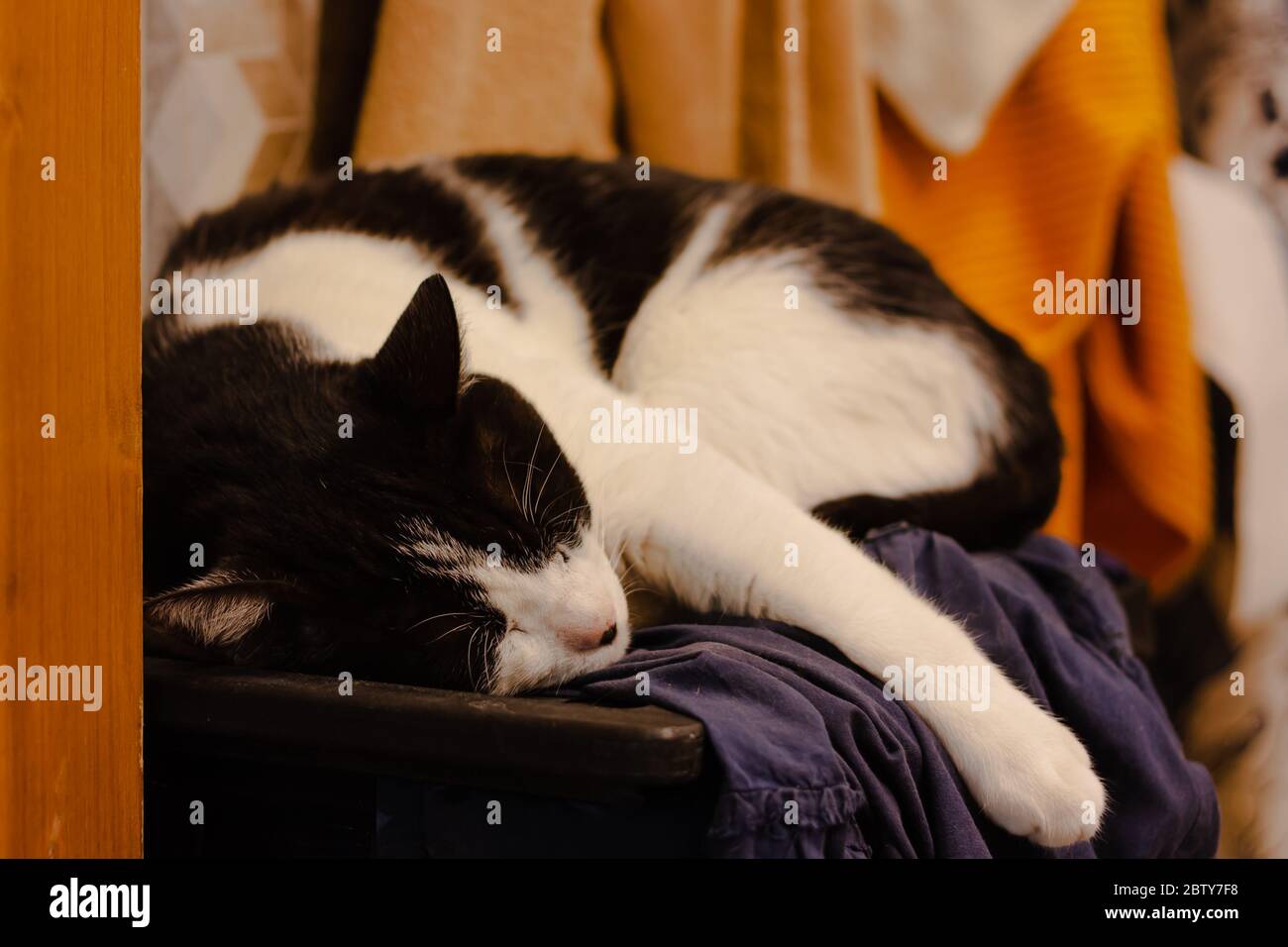 Overweight black and white cat sleeps peacefully on the basket with dirty laundry Stock Photo