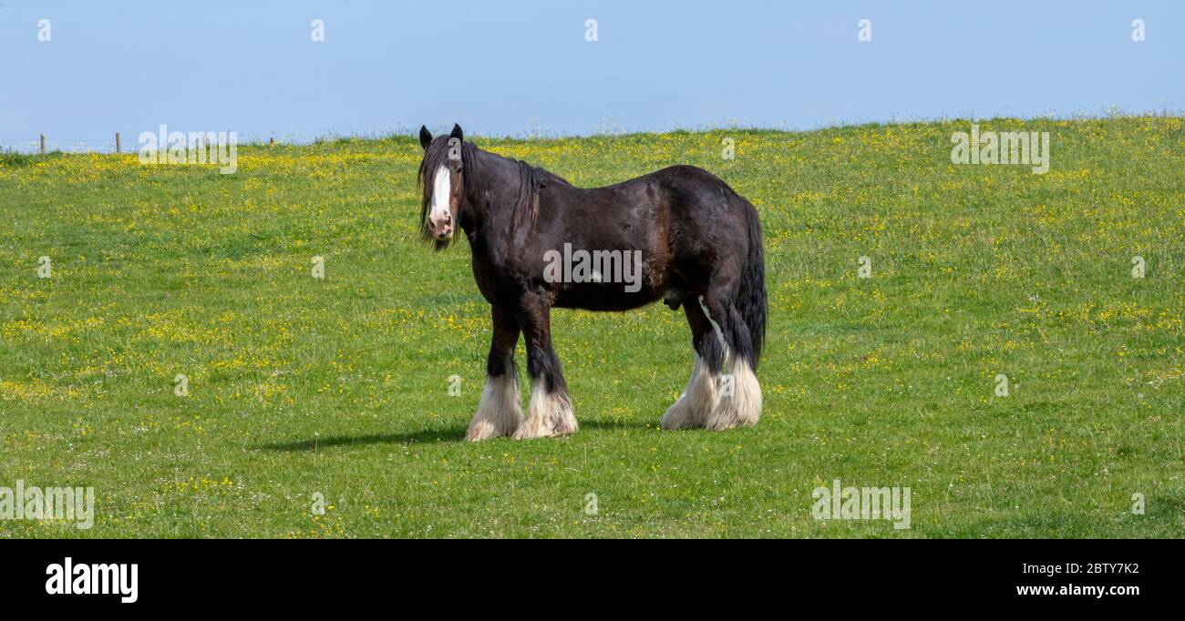 Shire horse in field, Hampshire, England, UK Stock Photo