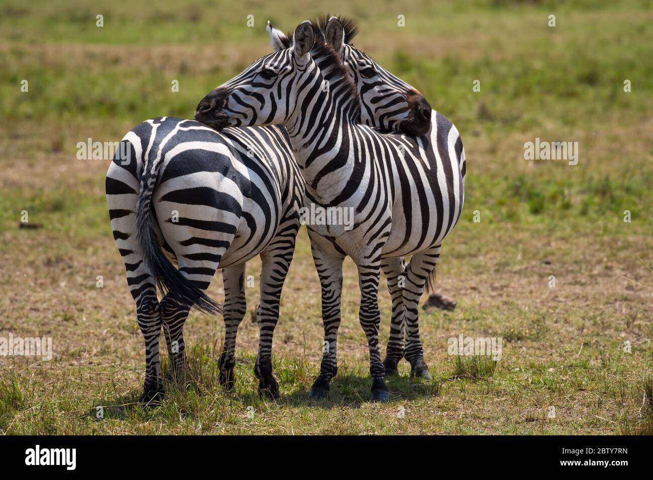 African Zebra from Masai Mara Kenya Stock Photo - Alamy