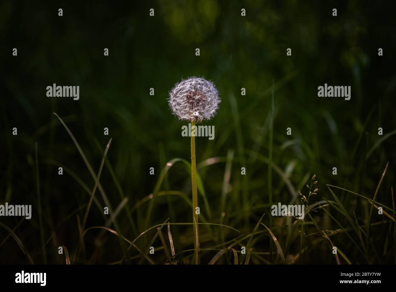 Bright round common dandelion on a dark green background of grass. Spring floral season - Photograph: Tony Taylor Stock Photo