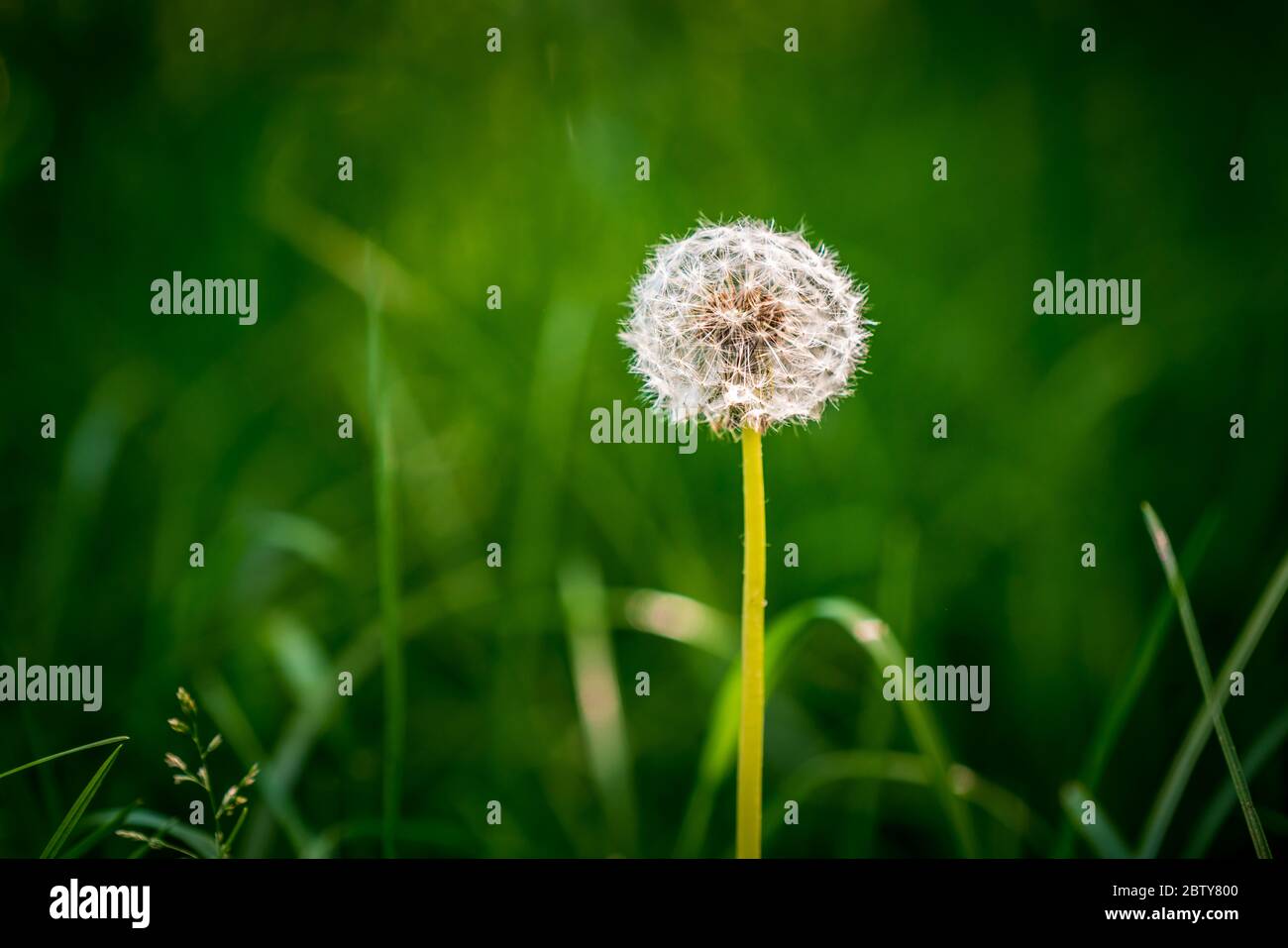 Sunlit round common dandelion on a bright green background of grass. Spring floral season - Photograph: Tony Taylor Stock Photo