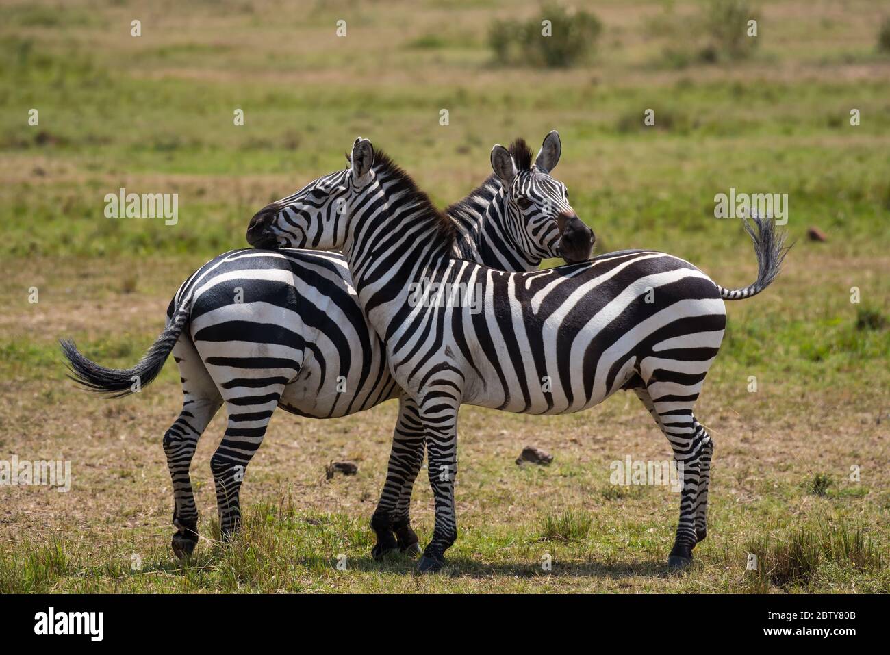 African Zebra from Masai Mara Kenya Stock Photo - Alamy