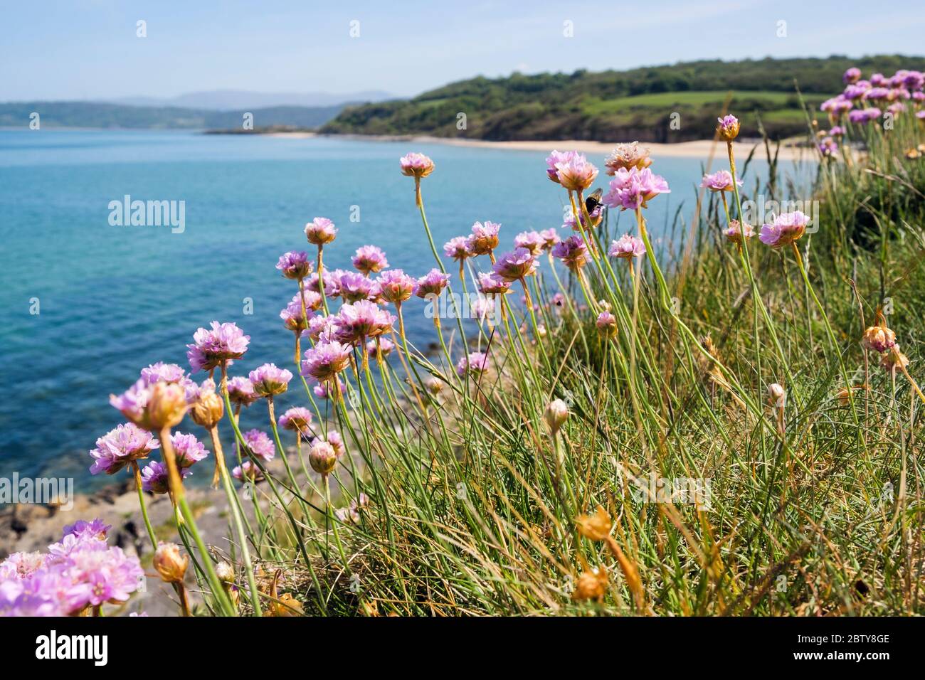 Sea Pink or Thrift (Armeria maritima) flowers growing on the coast above the bay in early summer. Benllech, Isle of Anglesey, North Wales, UK, Britain Stock Photo