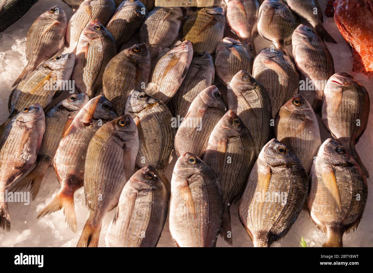 A display of Mediterranean Dorade or sea bream fish on ice, Saint