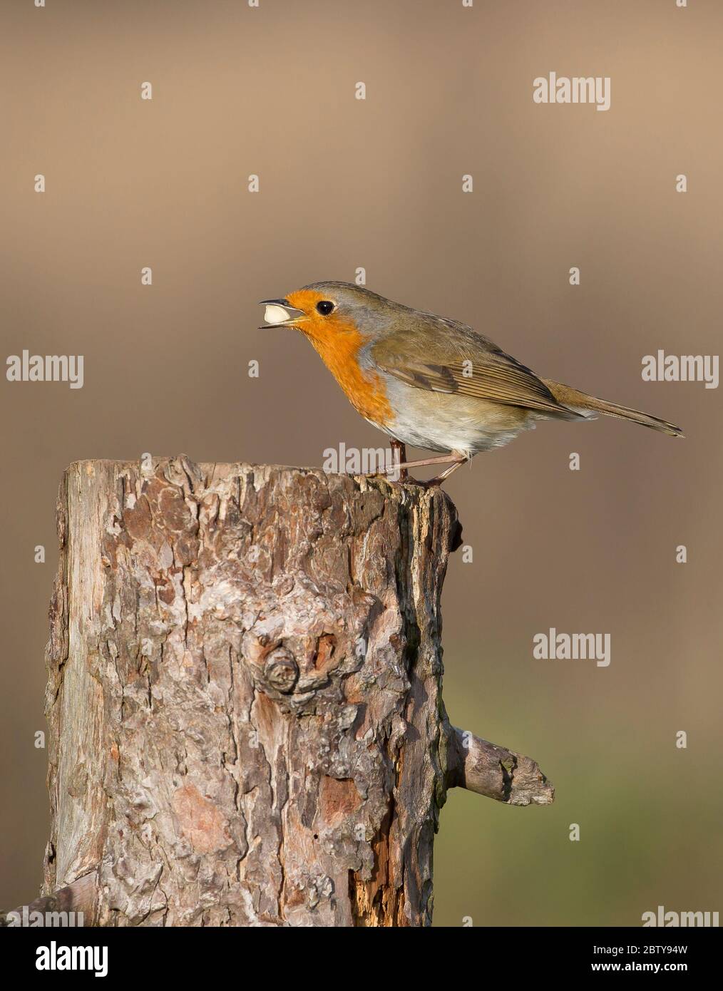 Bird nuts uk hires stock photography and images Alamy