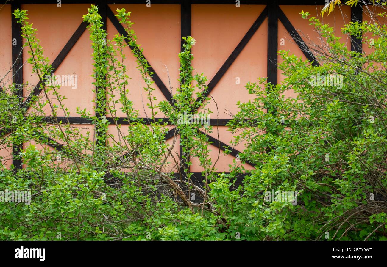 The ornamental spirea Bush. The spring green color of the foliage. Stock Photo
