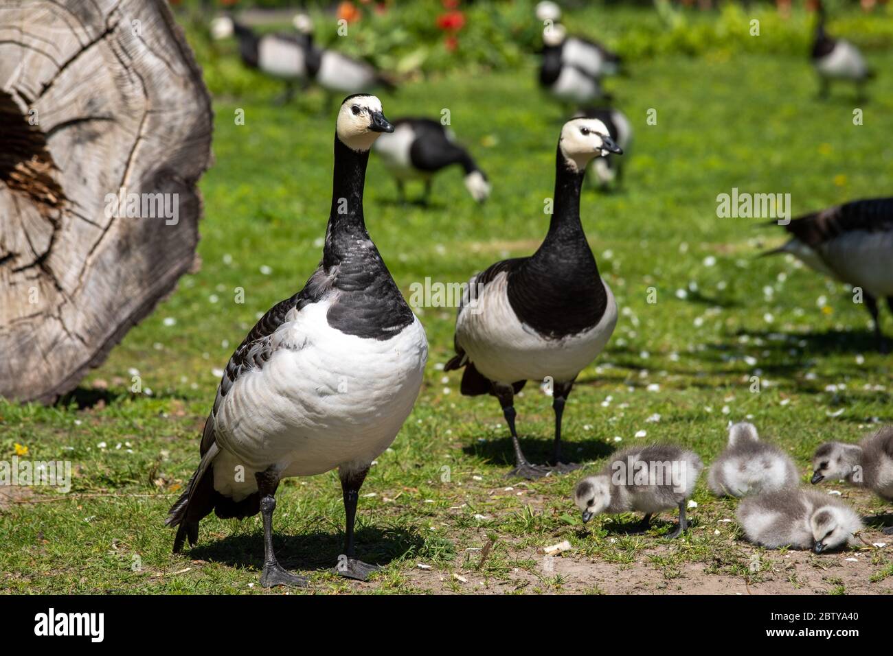 Barnacle geese (Branta leucopsis) with goslings at Hesperianpuisto in  Helsinki, Finland Stock Photo - Alamy