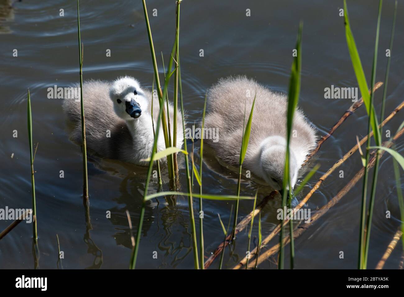 Mute swan cygnet (Cygnus olor) looking at camera Stock Photo