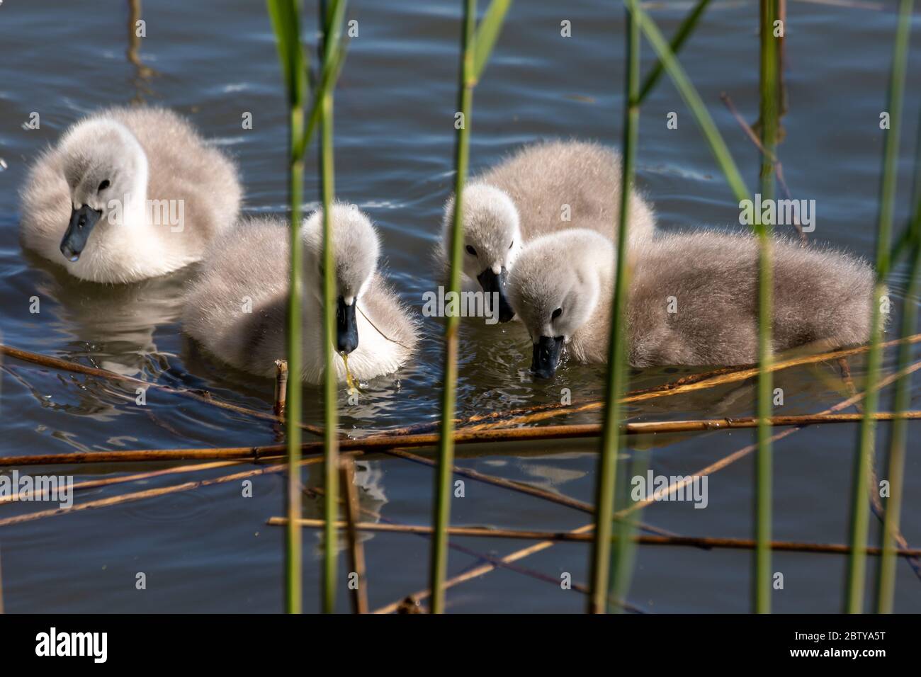 Mute swan cygnets (Gygnus olor) swimming behind reeds Stock Photo