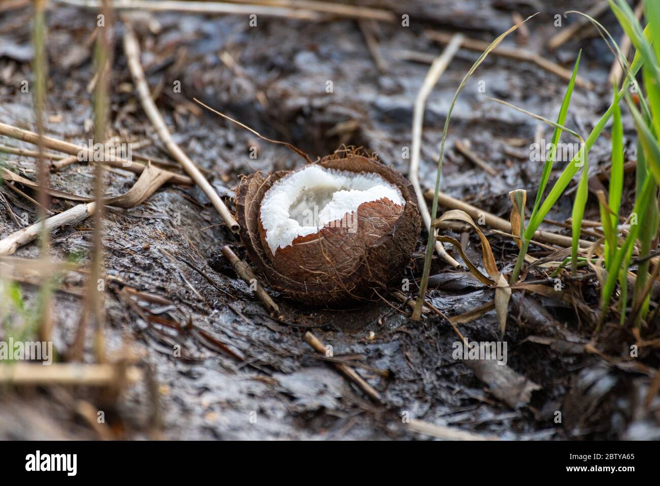 Broken coconut shell on the ground Stock Photo
