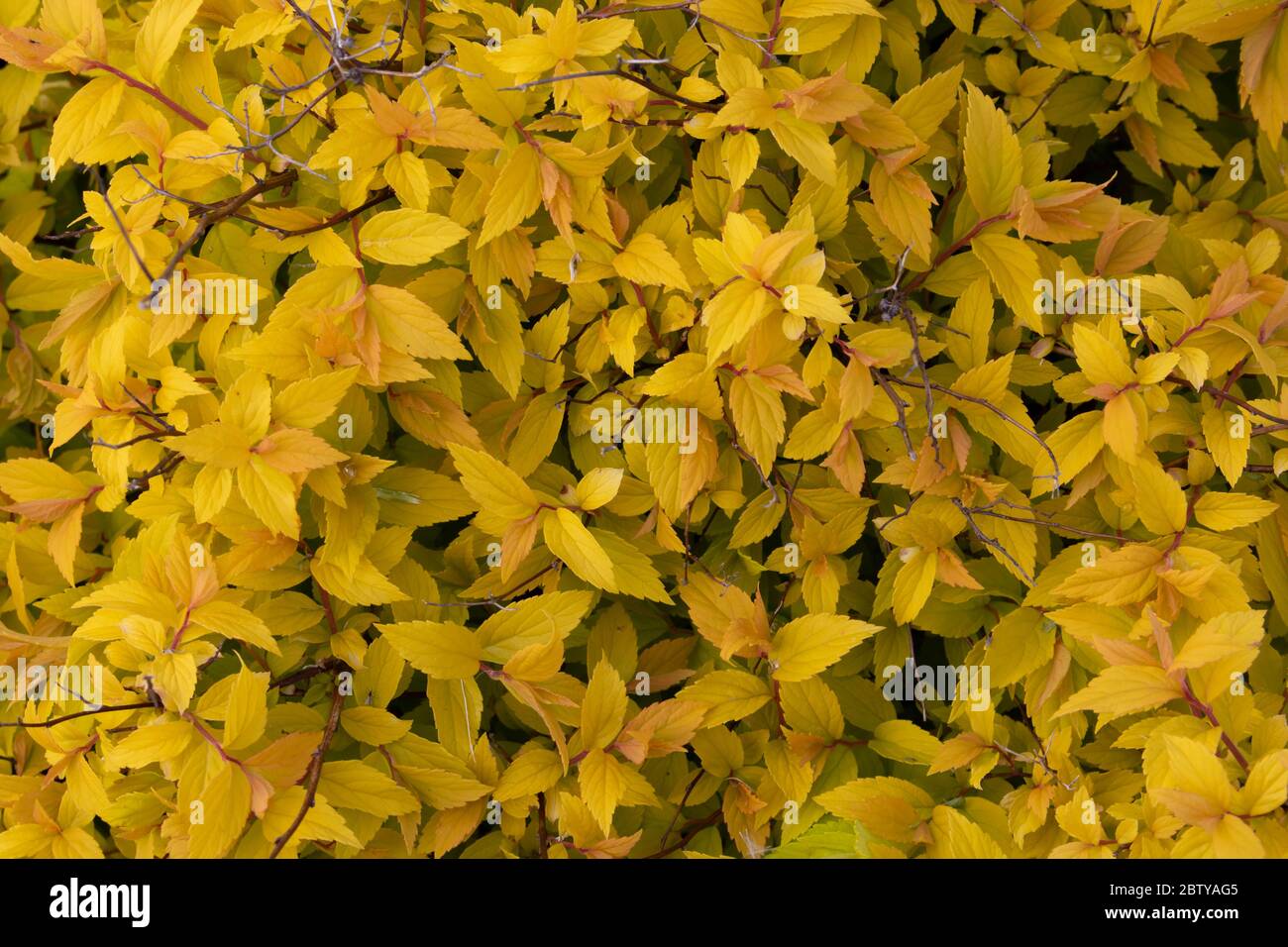 The background of yellow leaves.Bright yellow Bush Spiraea japonica Golden Princess. Spring foliage color. Stock Photo