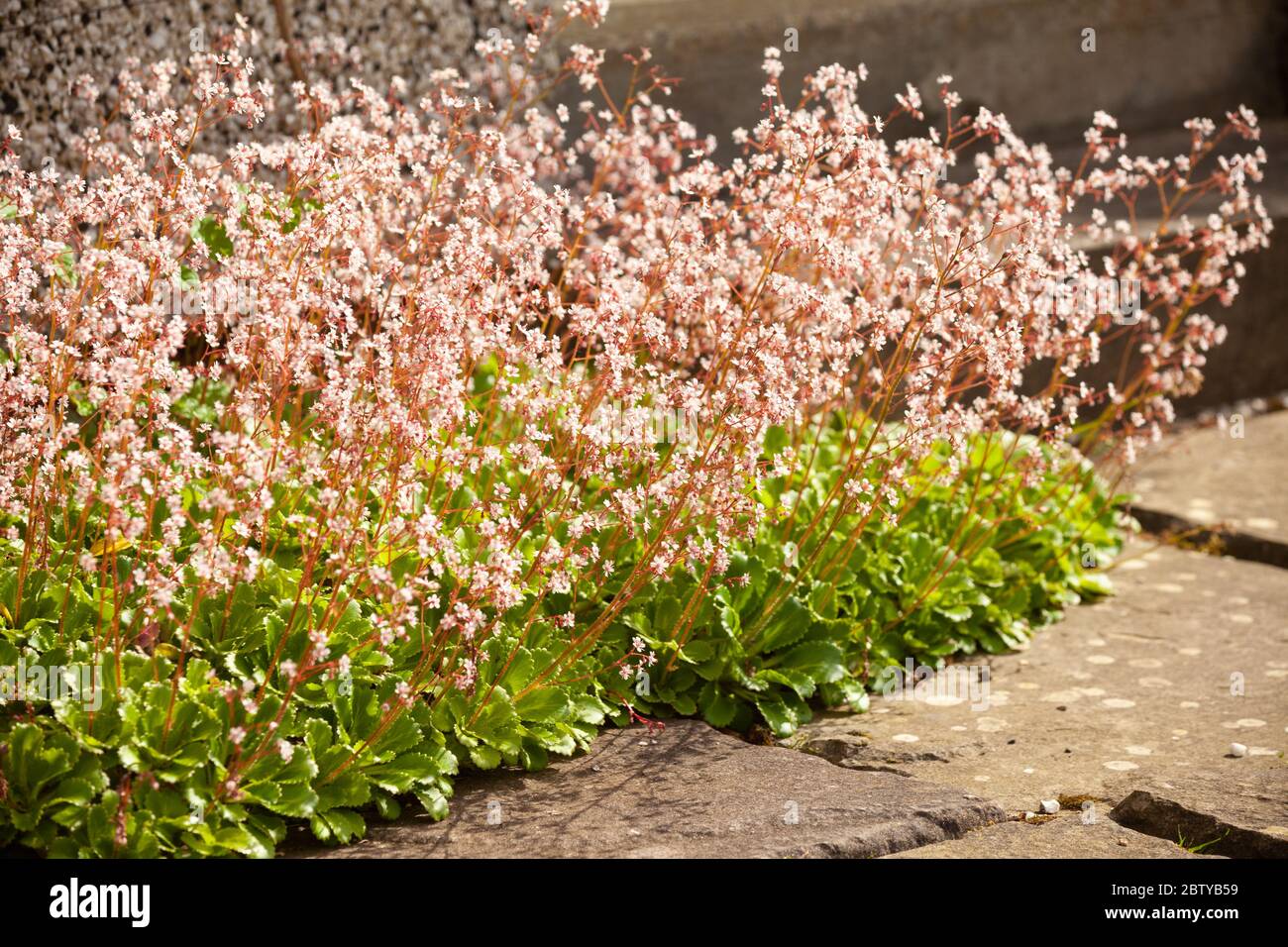 London pride saxifrage hires stock photography and images Alamy