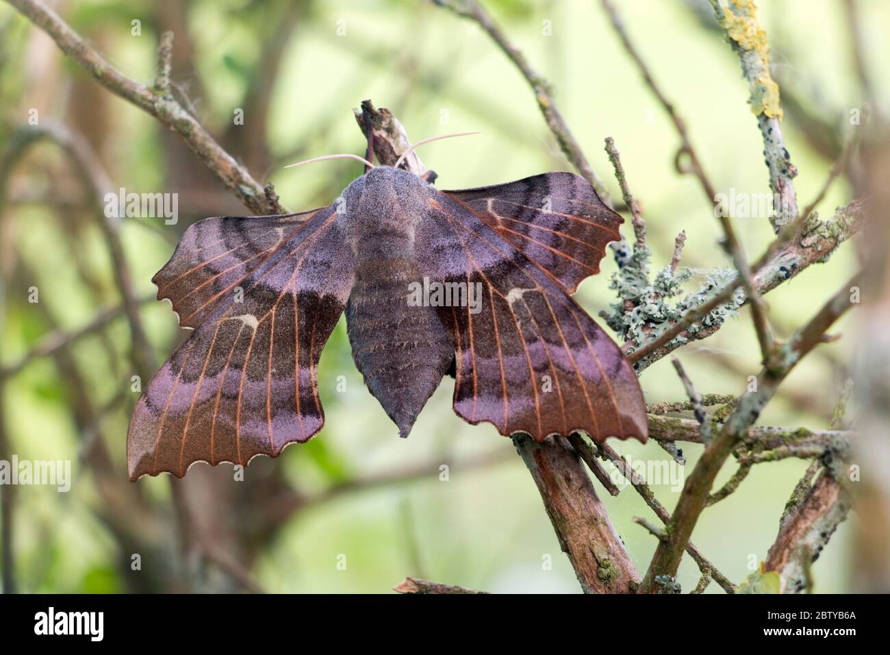 Laothoe populi, Poplar hawk-moth -female-  showing hindwing held forward of forewing, resting on a twig on garden shrub, Pembrokeshire,Wales UK Stock Photo
