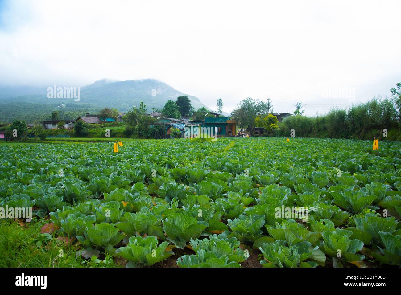Munnar Cabbage Farm Landscape , Kerala, India Stock Photo Alamy