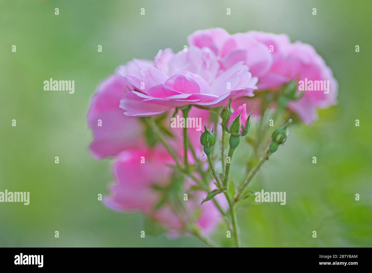 Flowers of Bonica rose Stock Photo