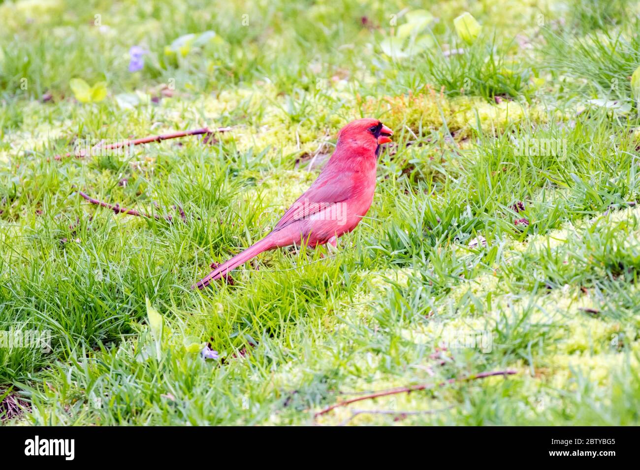 A male Northern Cardinal in an open field in Ontario, Canada Stock