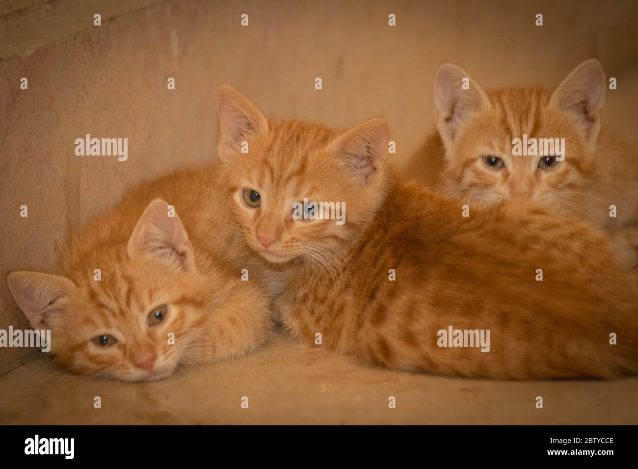 Ginger kitten Stock Photo
