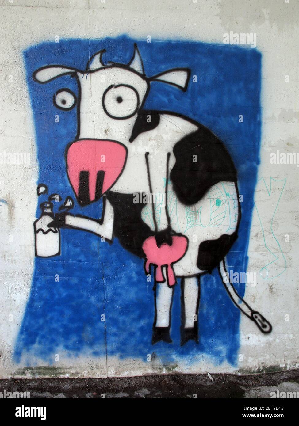 Cow with milk and udders under the A50 road bridge, Massey Brook, Grappenhall, Warrington, Cheshire, England, UK Stock Photo