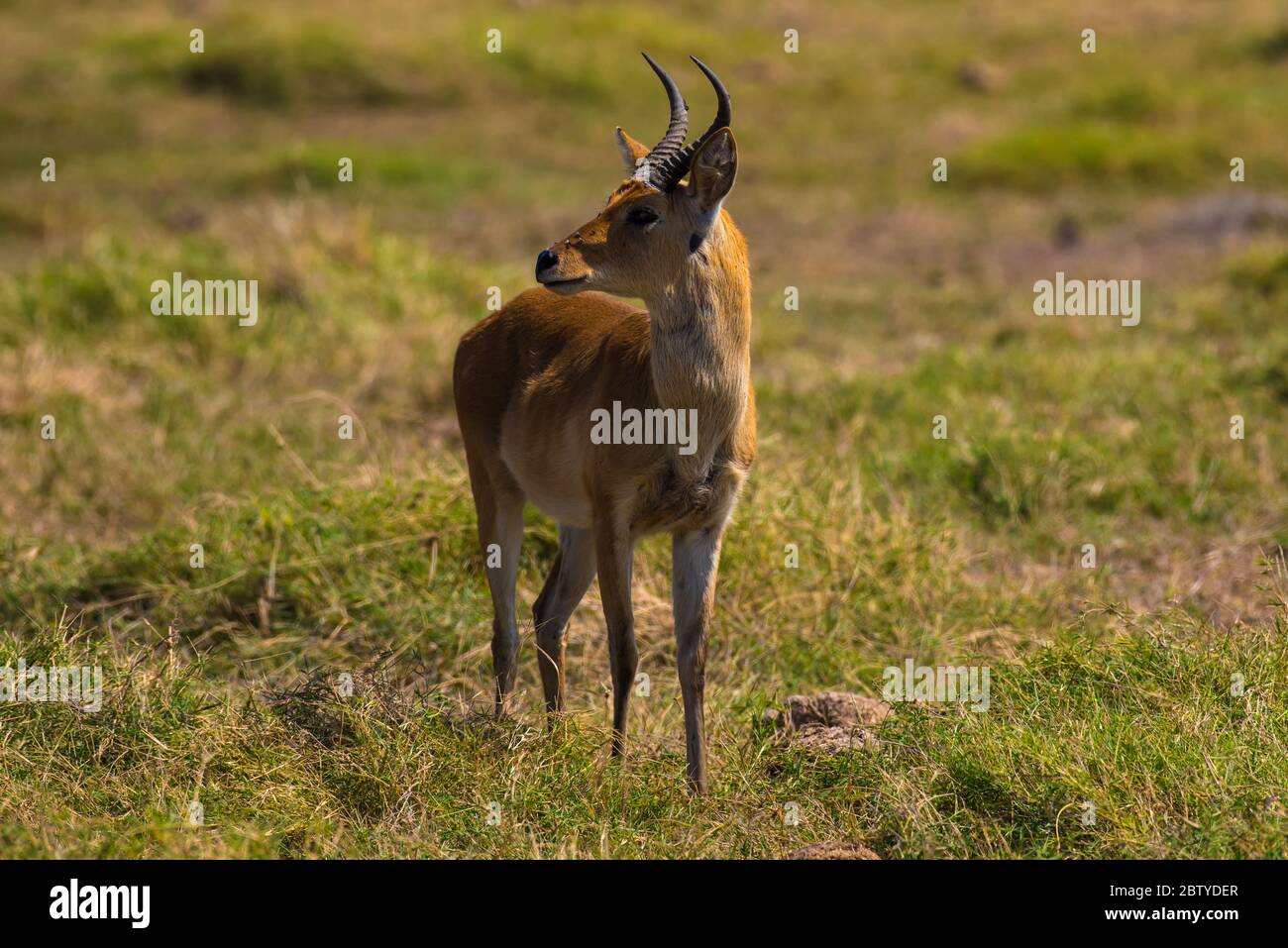 African Impala or African Deer View from Masai Mara Stock Photo