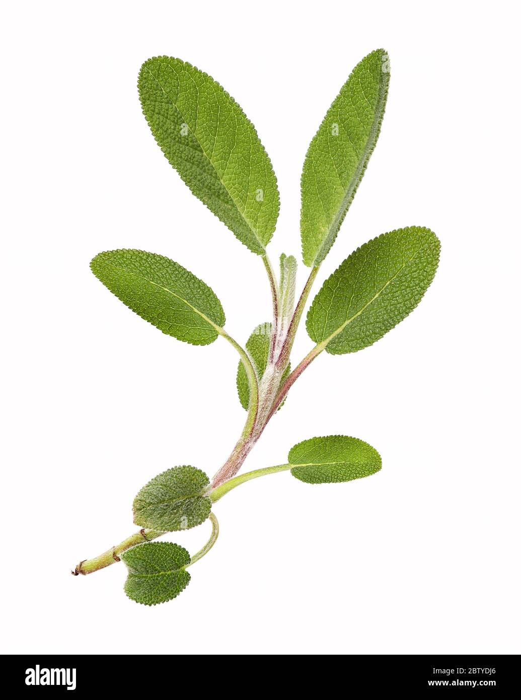 Fresh sage stem, isolated herb Stock Photo Alamy